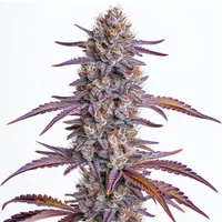 Glookies - Seeds Pack: 6-samen