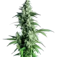 Goji OG - Seeds Pack: 3-samen