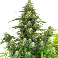 Gorilla Glue #4 Autoflower - Seeds Pack: 3-samen