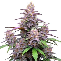 Gorilla Purple Auto - Seeds Pack: 9-samen