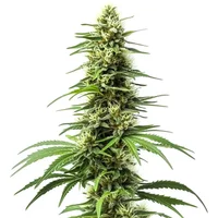 Harlequin CBD - Seeds Pack: 6-samen