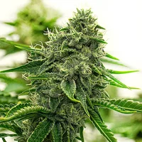 Hippo High - Seeds Pack: 25-samen