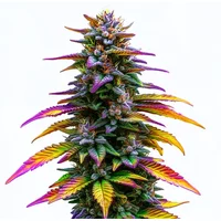 Jealousy - Seeds Pack: 25-samen