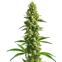 Kosher Kush - Seeds Pack: 3-samen
