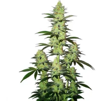 LA Confidential Auto - Seeds Pack: 9-samen