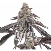 Miracle Alien Cookies 1 Regular - Seeds Pack: 3-samen