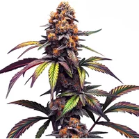 Mamba Negra CBG - Seeds Pack: 1-samen