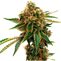 Mango Kush - Seeds Pack: 3-samen