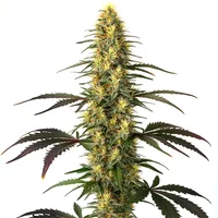 Master Kush - Seeds Pack: 3-samen
