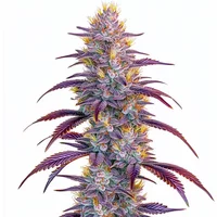 Mimosa - Seeds Pack: 3-samen