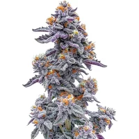 Black and White Cookie - Seeds Pack: 6-samen