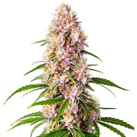 Pink Plant - Seeds Pack: 9-samen