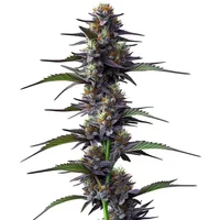 Purple Thai - Seeds Pack: 6-samen