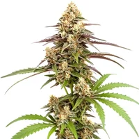 Rainbow Chip F2 Regular - Seeds Pack: 6-samen