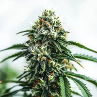 Scrambler Haze - Seeds Pack: 3-samen