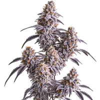 Slurricane - Seeds Pack: 3-samen