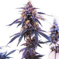 Zkittlez Fast Version - Seeds Pack: 9-samen