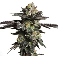 Zombie Death Fuck - Seeds Pack: 3-samen