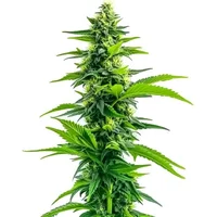 Acapulco Gold - Seeds Pack: 25-samen
