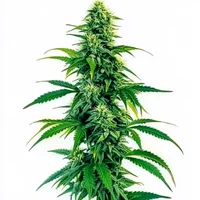 Acapulco Gold Autoflower - Seeds Pack: 6-samen