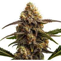 Apple Fritter Autoflower - Seeds Pack: 3-samen