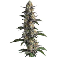 Apples and Bananas - Seeds Pack: 3-samen