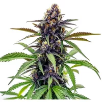 Black Cherry Soda - Seeds Pack: 6-samen