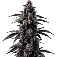 Black Sugar - Seeds Pack: 3-samen