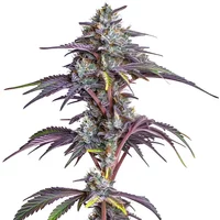 Blackberry Moonstones - Seeds Pack: 25-samen
