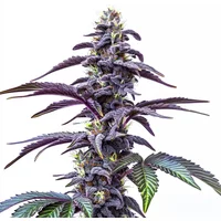 Blackberry Moonstones Auto - Seeds Pack: 6-samen