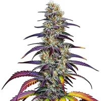 Blue Dream - Seeds Pack: 25-samen