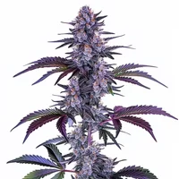 Blueberry Autoflower - Seeds Pack: 3-samen