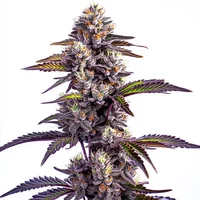 Blackberry Moonrocks Auto - Seeds Pack: 6-samen