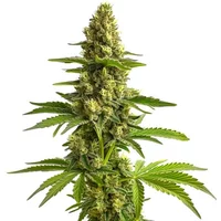 Bruce Banner #3 - Seeds Pack: 3-samen