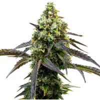 Cafe Racer - Seeds Pack: 3-samen