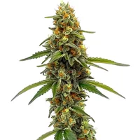 ACDC (1:18) - Seeds Pack: 6-samen