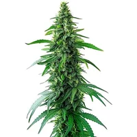 Charlotte's Web CBD - Seeds Pack: 3-samen
