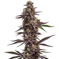 Cherry Pie - Seeds Pack: 6-samen
