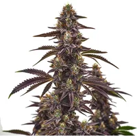 Cherry Pie Autoflower - Seeds Pack: 3-samen