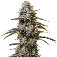 Golden Goat - Seeds Pack: 6-samen