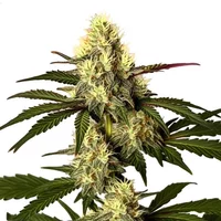 Do Si Dos - Seeds Pack: 3-samen