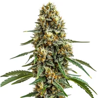 Durban Poison - Seeds Pack: 3-samen
