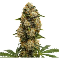 Durban Poison Autoflower - Seeds Pack: 25-samen