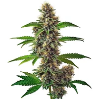 Fat Bastard Auto - Seeds Pack: 6-samen