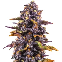 Forbidden Fruit - Seeds Pack: 3-samen
