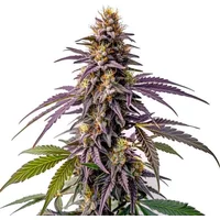 Fruity Pebbles Samen - Seeds Pack: 6-samen
