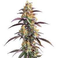 Gator Breath - Seeds Pack: 3-samen