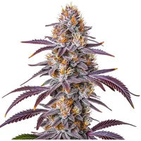 Gelato 33 - Seeds Pack: 3-samen