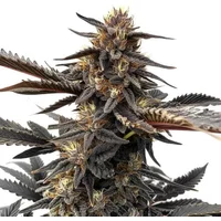 Ghost OG - Seeds Pack: 3-samen