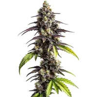 Ghost Train Haze - Seeds Pack: 3-samen